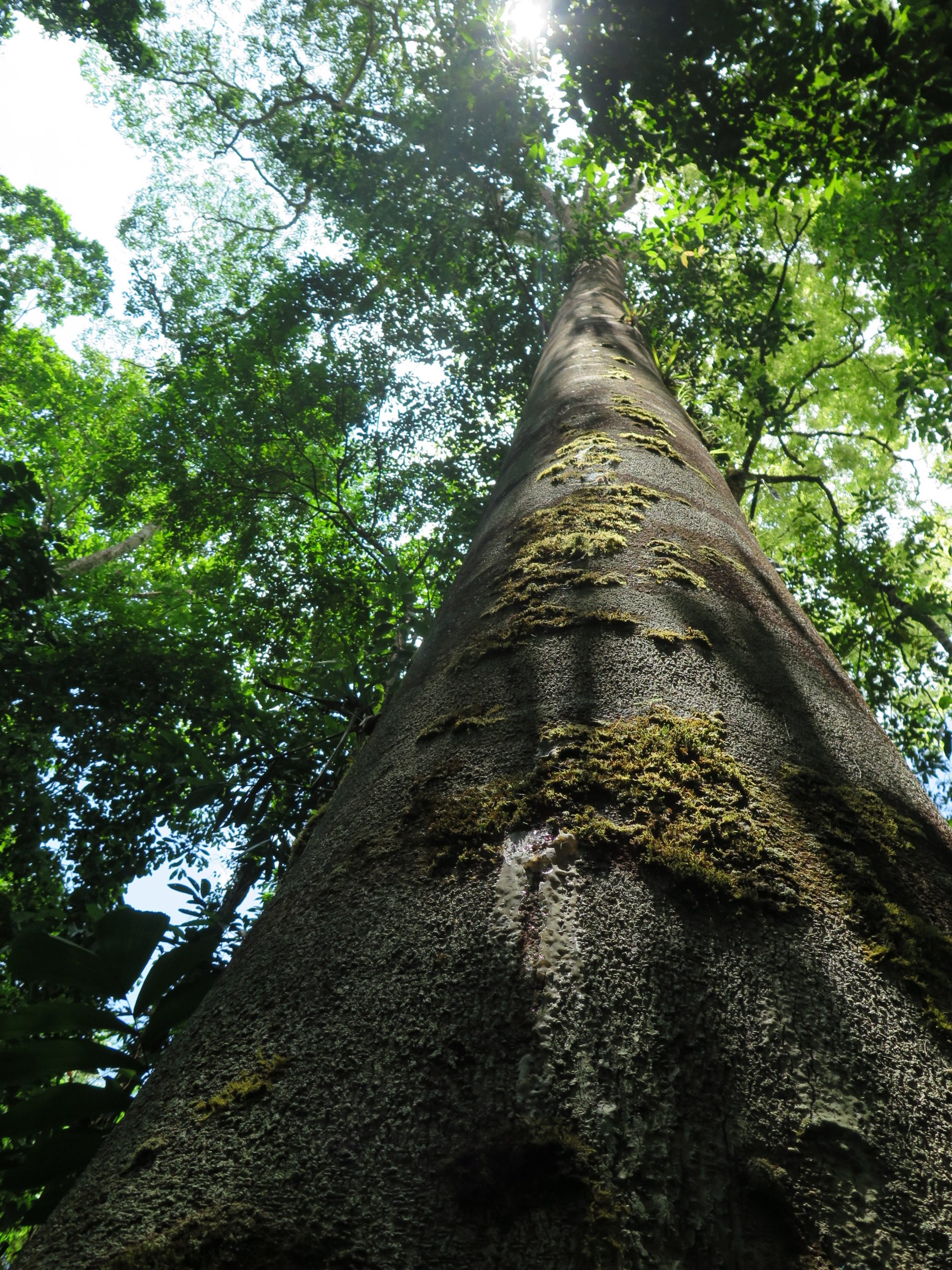 Ethnobotany – Rainforest Permaculture – Cocoterra